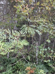 Sorbus americana