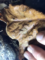 Ectoedemia platanella