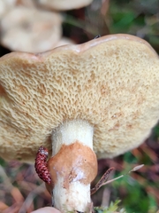 Suillus flavidus