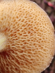 Suillus flavidus