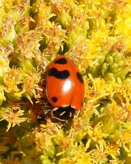 Hippodamia glacialis