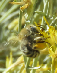 Apinae