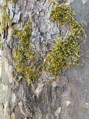 Homalothecium fulgescens