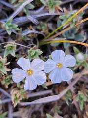 Phlox condensata