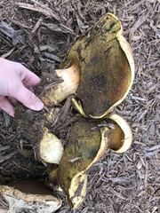 Buchwaldoboletus