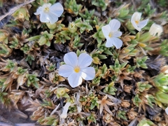 Phlox condensata