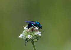Stilbum