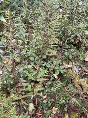 Dennstaedtia punctilobula