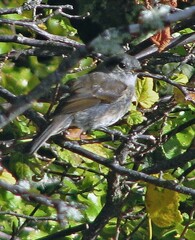 Phrygilus patagonicus