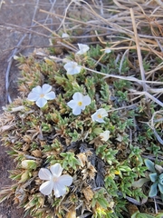 Phlox condensata
