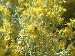 Apinae