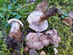 Phellodon violascens