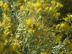 Apinae