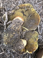 Buchwaldoboletus