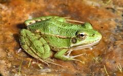 Pelophylax perezi