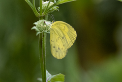 Eurema blanda
