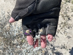 Psorothamnus emoryi emoryi