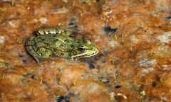Pelophylax perezi