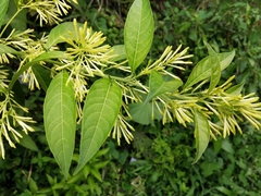 Cestrum nocturnum