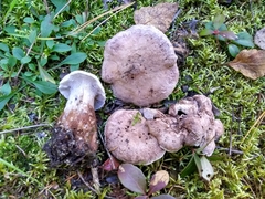 Phellodon violascens
