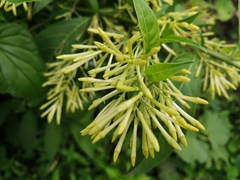 Cestrum nocturnum