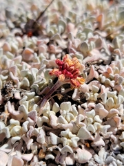 Eriogonum ovalifolium