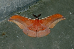 Antheraea assamensis