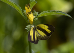 Eurema blanda