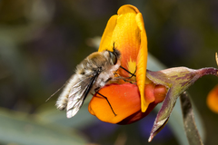 Bombyliinae