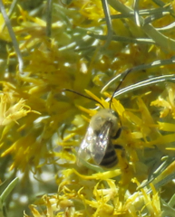 Apinae