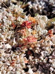 Eriogonum ovalifolium