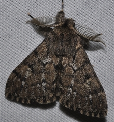 Ocneria atlantica