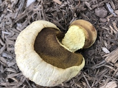 Buchwaldoboletus
