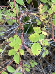 Rosa gymnocarpa