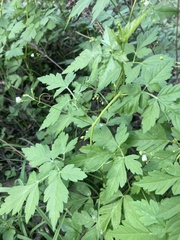 Cardiospermum halicacabum