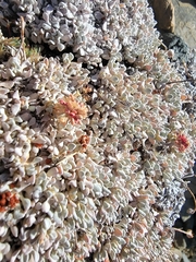 Eriogonum ovalifolium