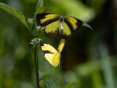 Eurema blanda