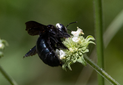 Xylocopa smithii