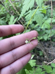 Cardiospermum halicacabum