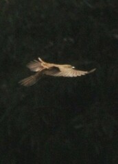 Cincloramphus mathewsi