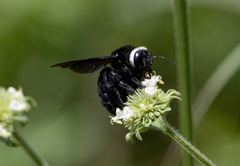 Xylocopa smithii