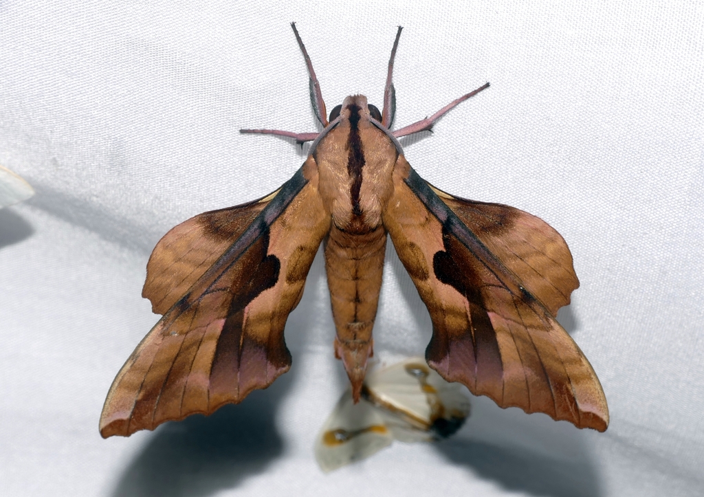 Phyllosphingia