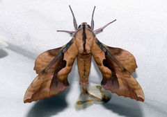 Phyllosphingia dissimilis