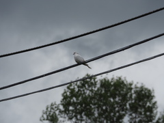 Streptopelia decaocto