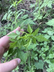 Cardiospermum halicacabum