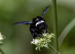 Xylocopa smithii