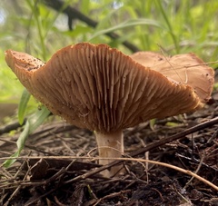 Clitopilus