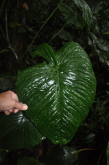 Anthurium intactum