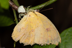 Thomisidae