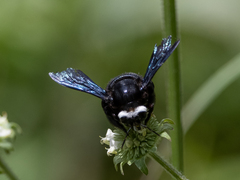Xylocopa smithii